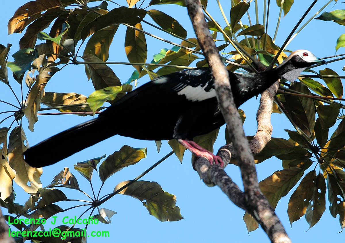 Blue-throated Piping-Guan - ML188695481
