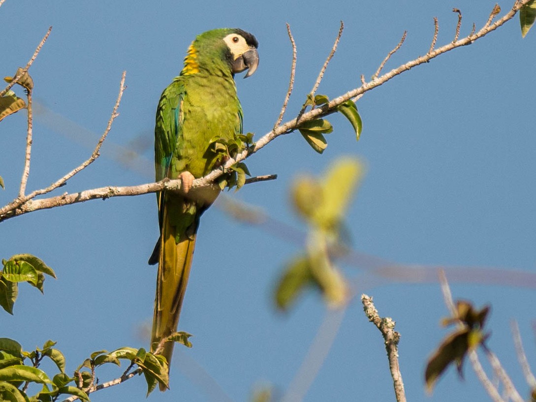 Yellow-collared Macaw - Tim Liguori