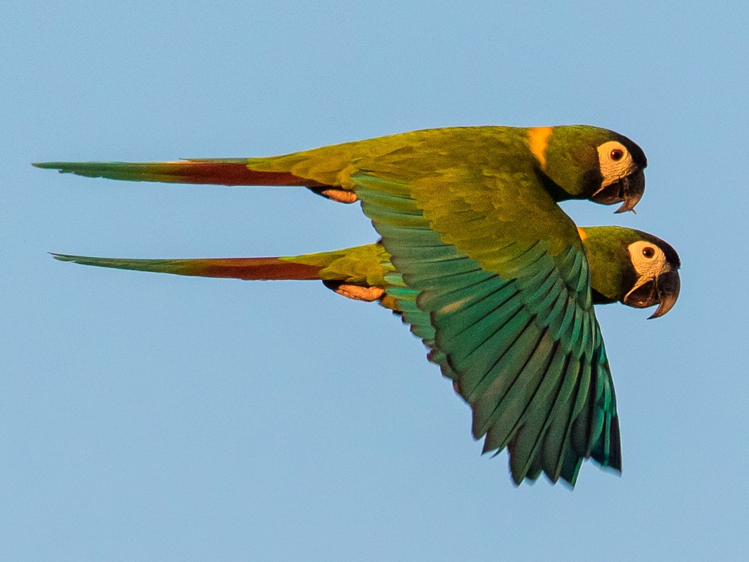 Yellow-collared Macaw - graichen & recer