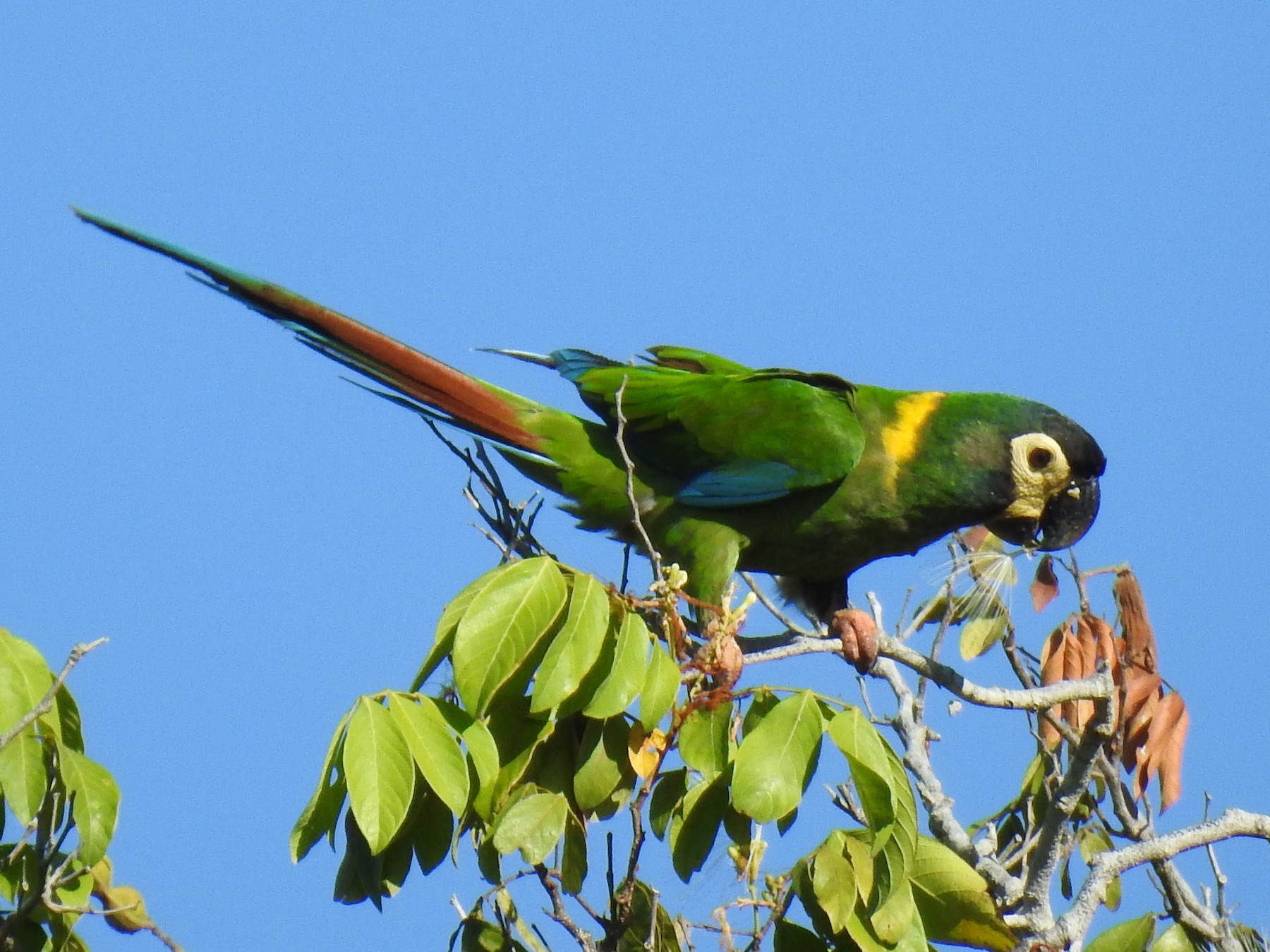 Yellow Collared Macaw Ebird