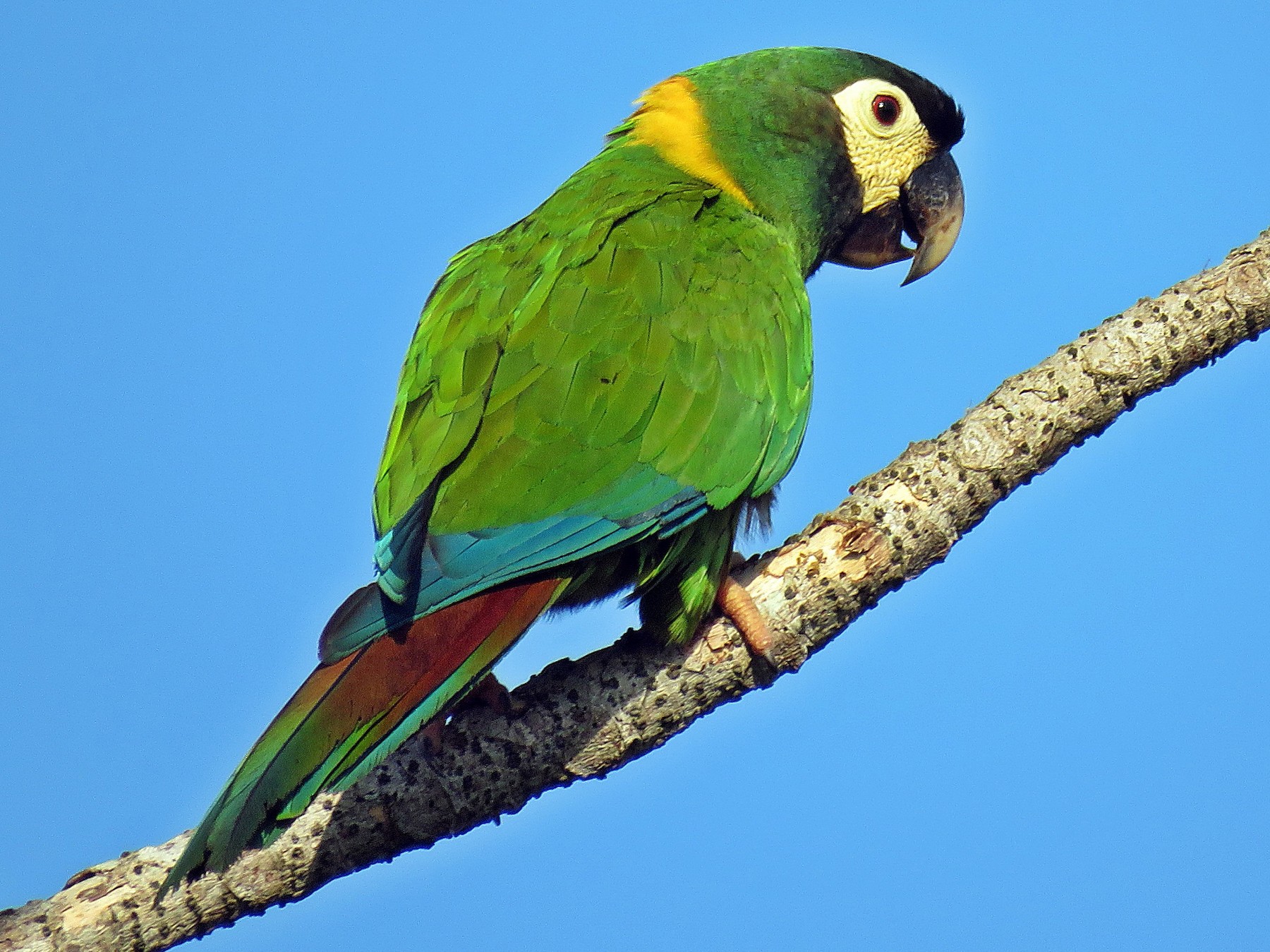 Yellow Collared Macaw Ebird