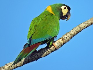  - Yellow-collared Macaw