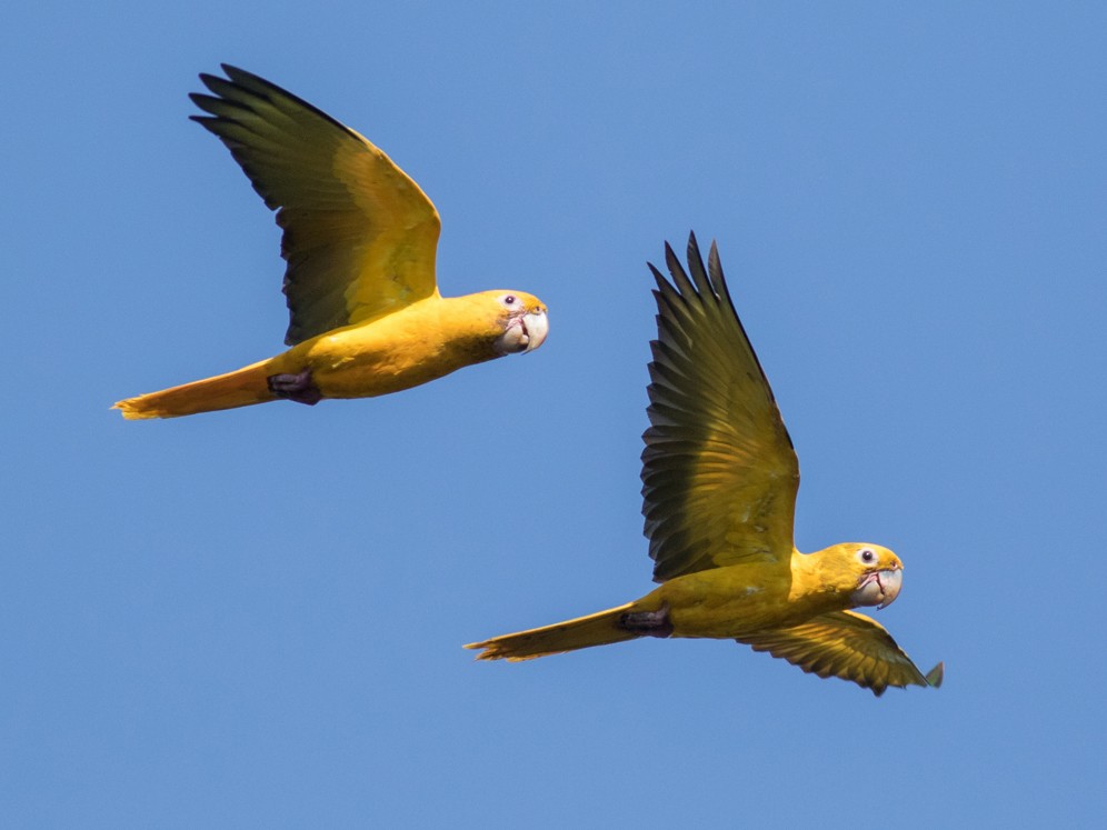 Golden Parakeet - Tom Johnson