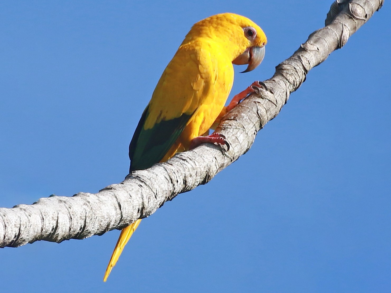 Yellow Parakeets