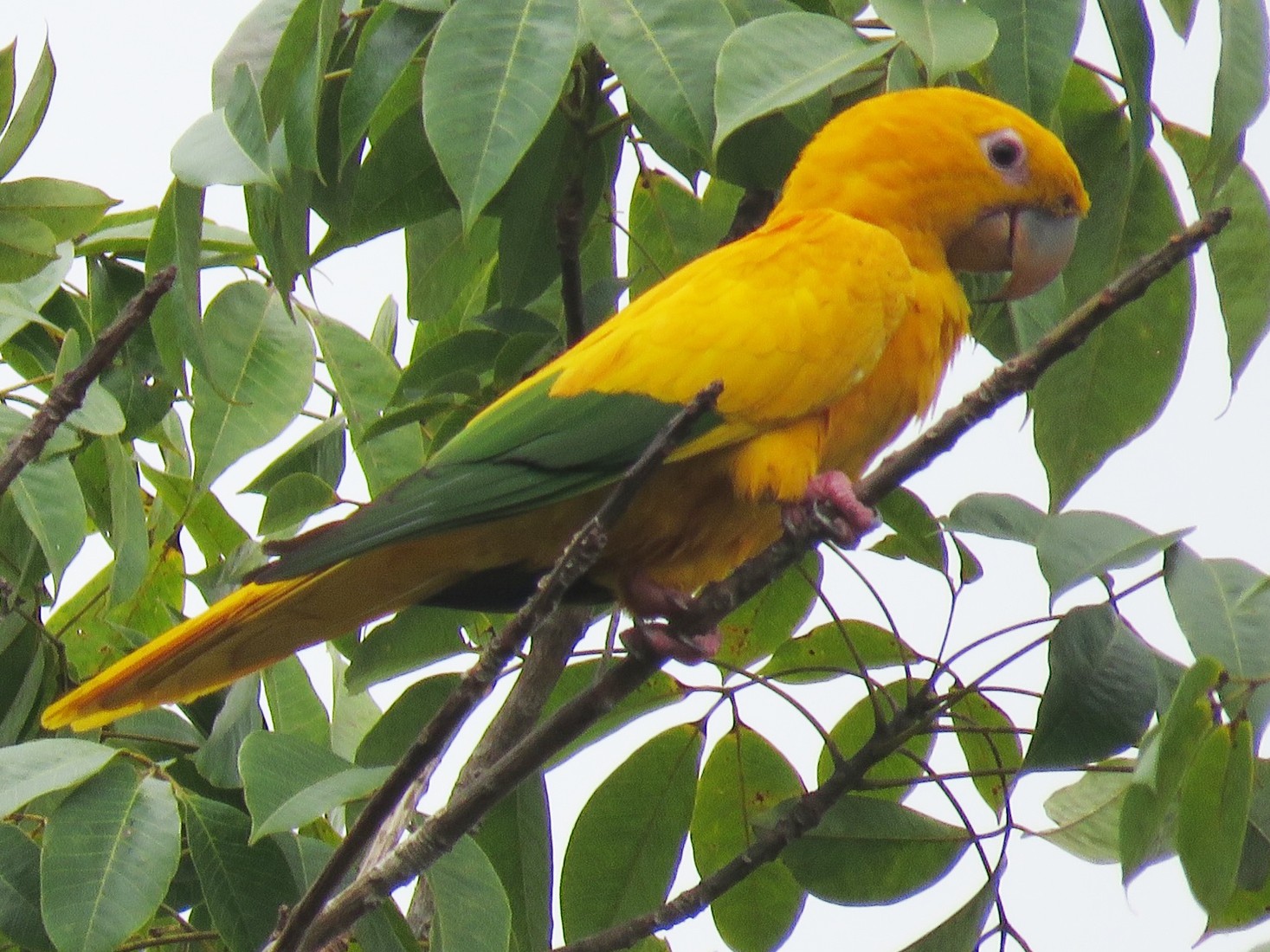 Golden Parakeet - Ian McMahon