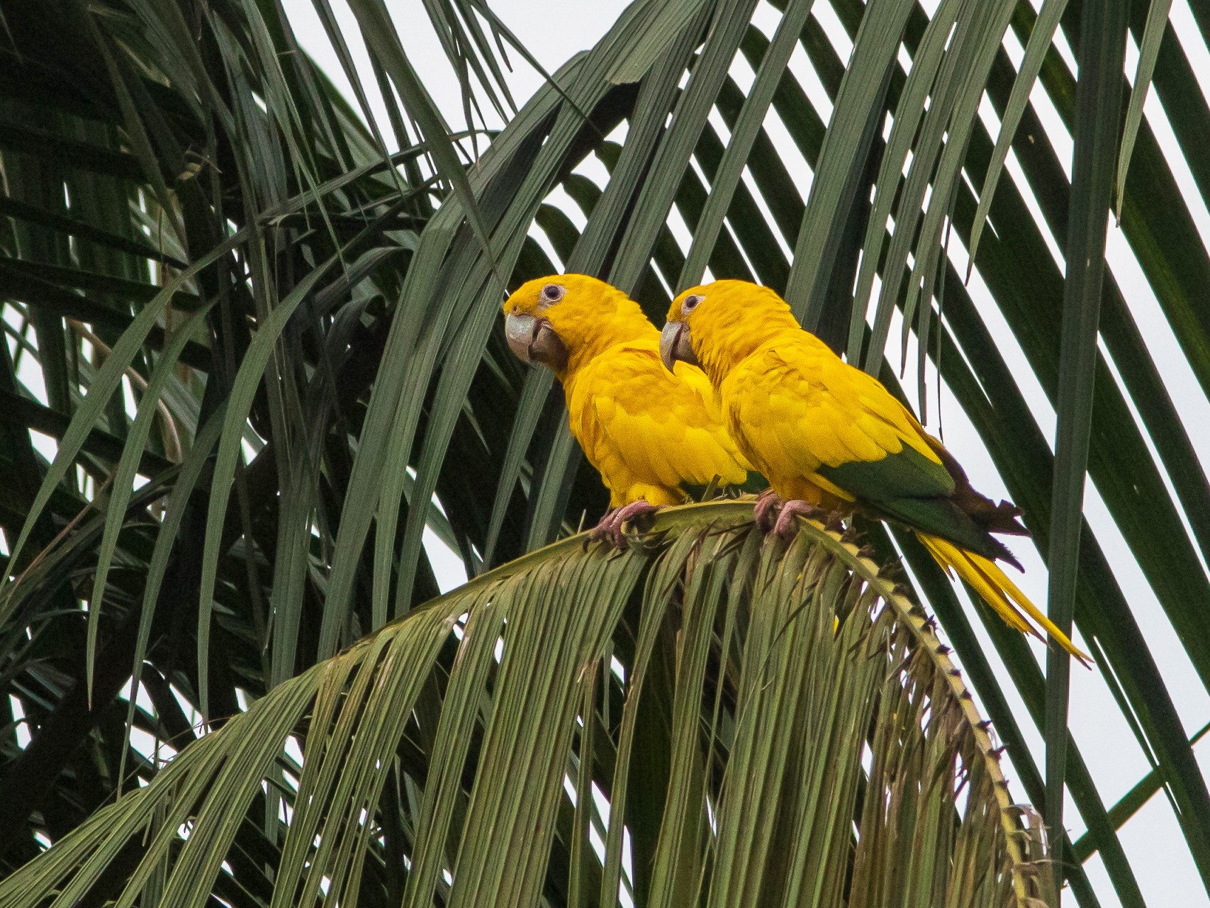 Golden Parakeet - Fernando Farias