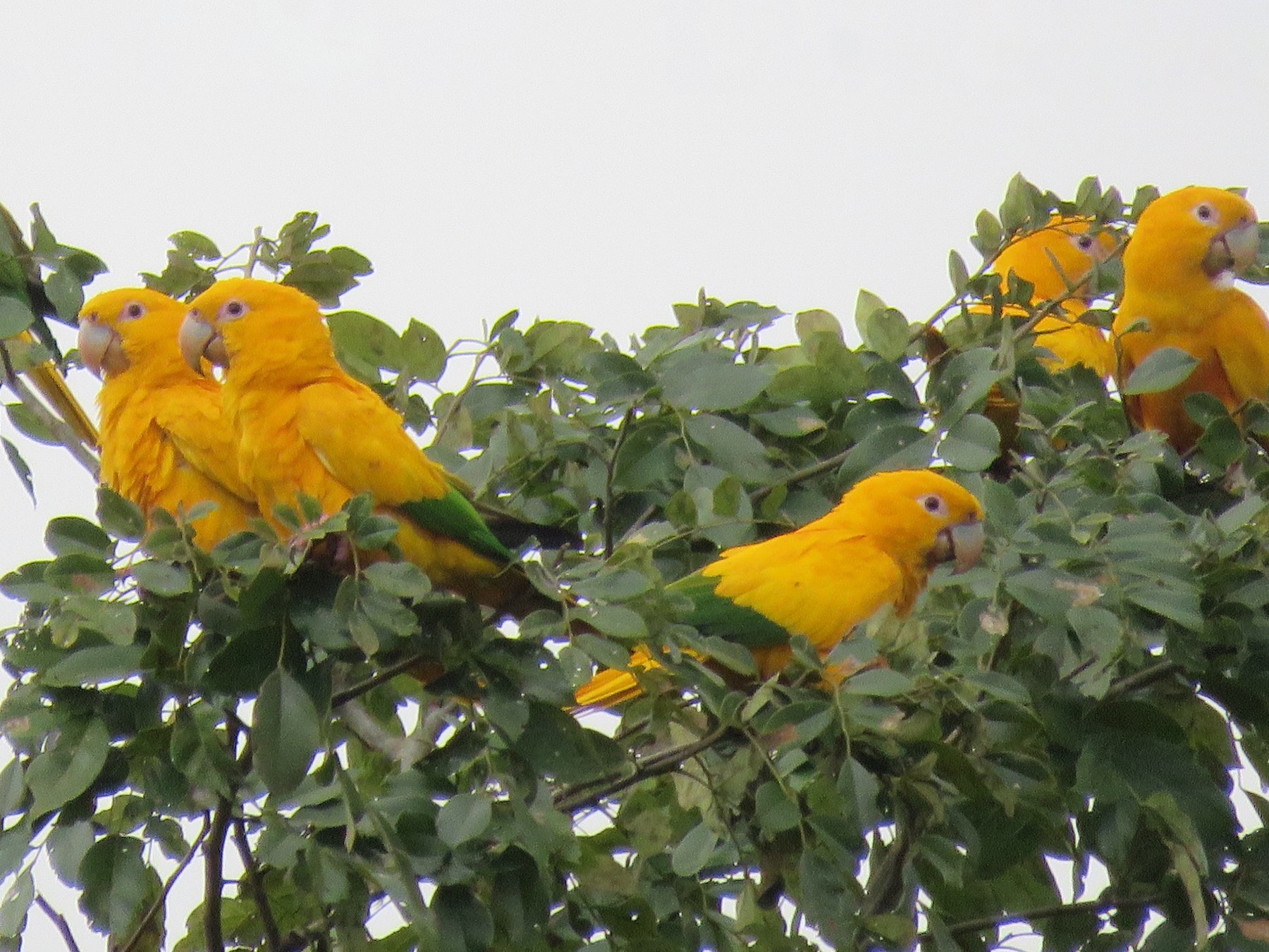 ararajuba (Guaruba guarouba)  WikiAves - A Enciclopédia das Aves do Brasil