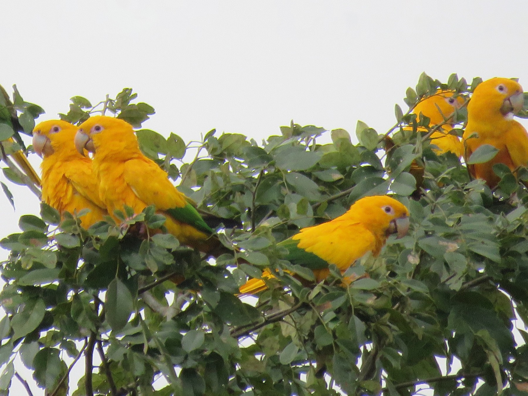 Golden Parakeet - Ian McMahon