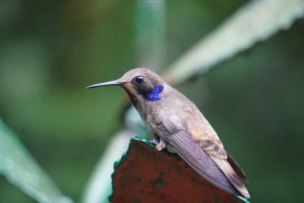 kolibřík fialovouchý - ML188704661