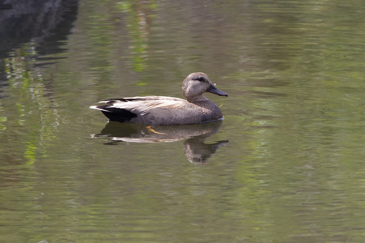 Gadwall - Nathan French