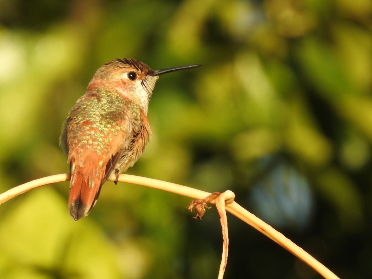Rufous/Allen's Hummingbird - ML188712201