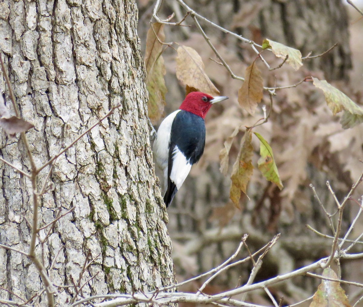 Red-headed Woodpecker - ML188712651