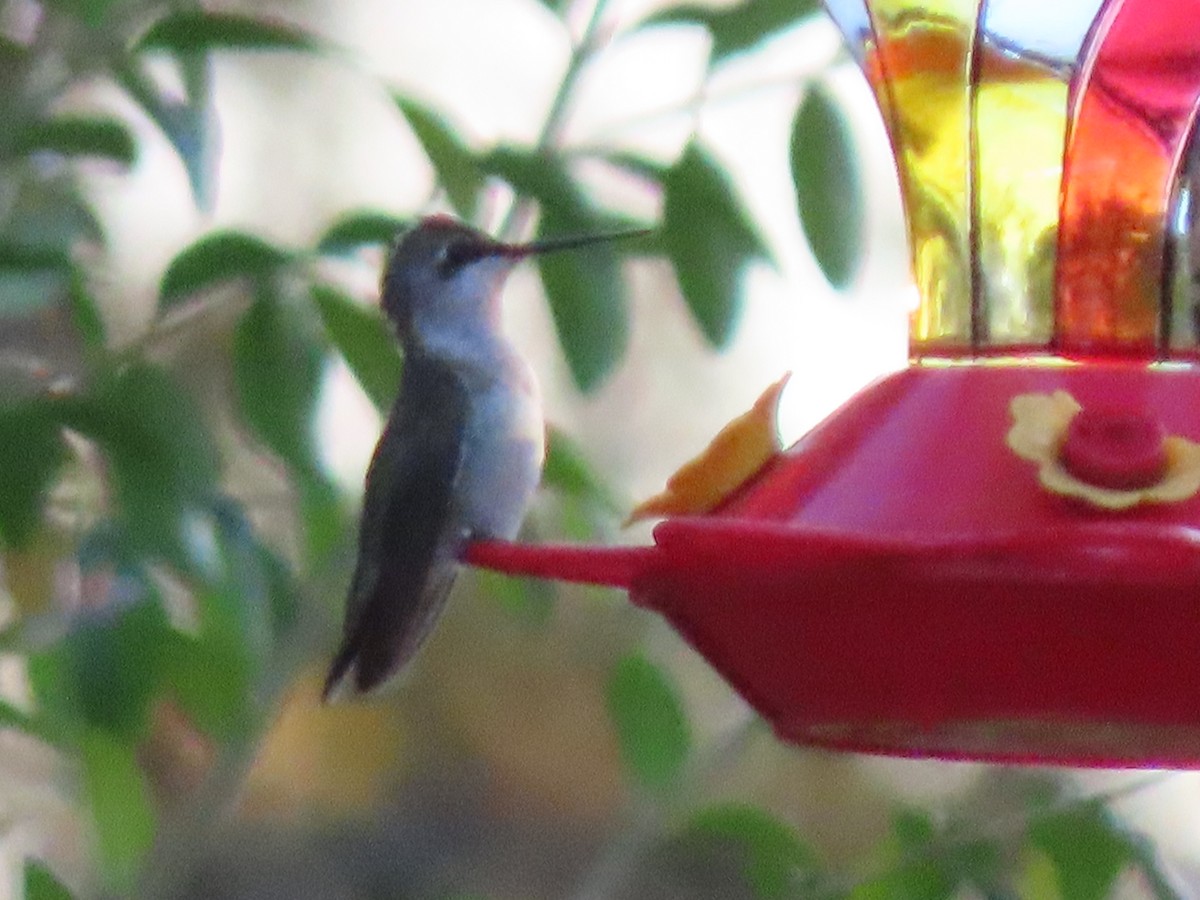 Black-chinned Hummingbird - ML188715571