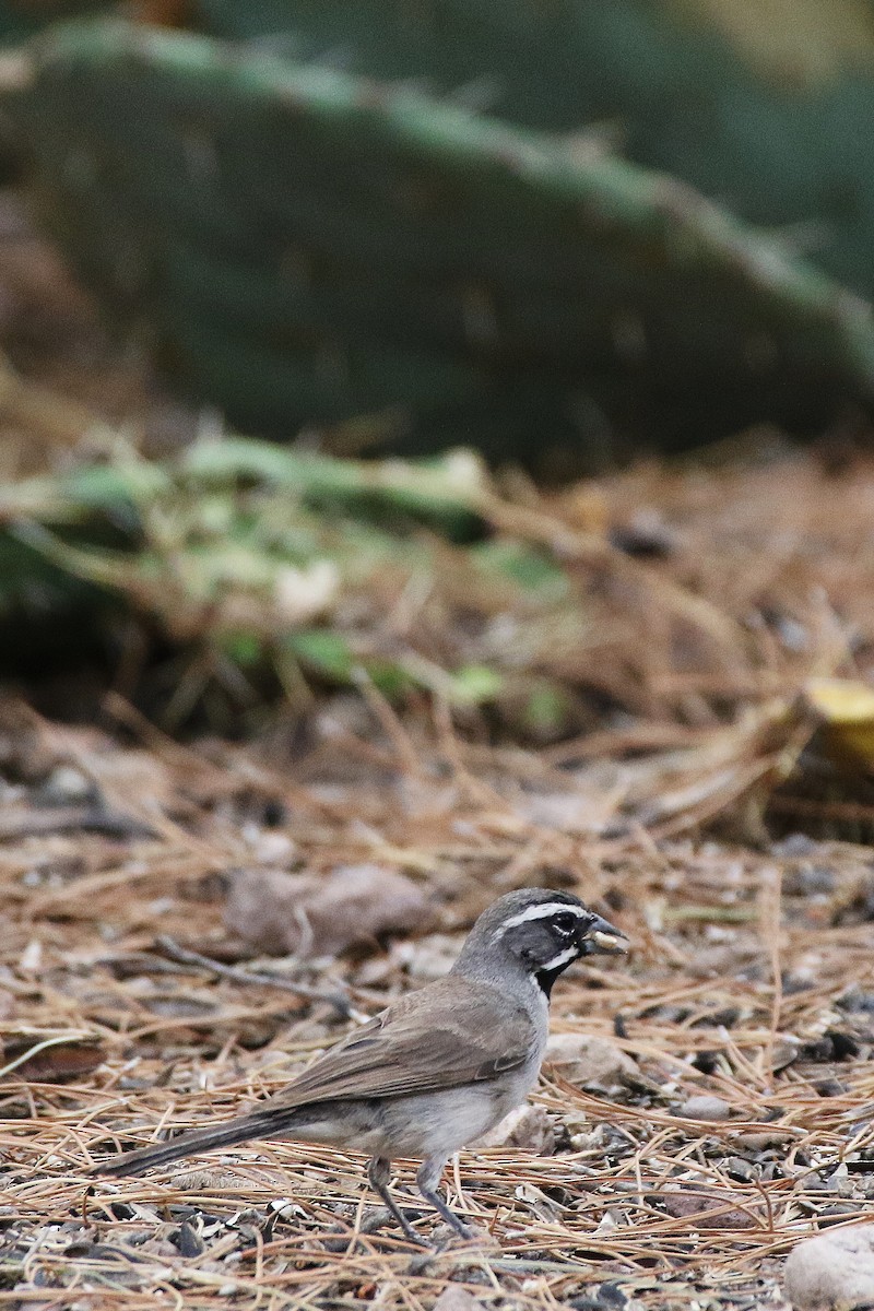 Black-throated Sparrow - ML188718001