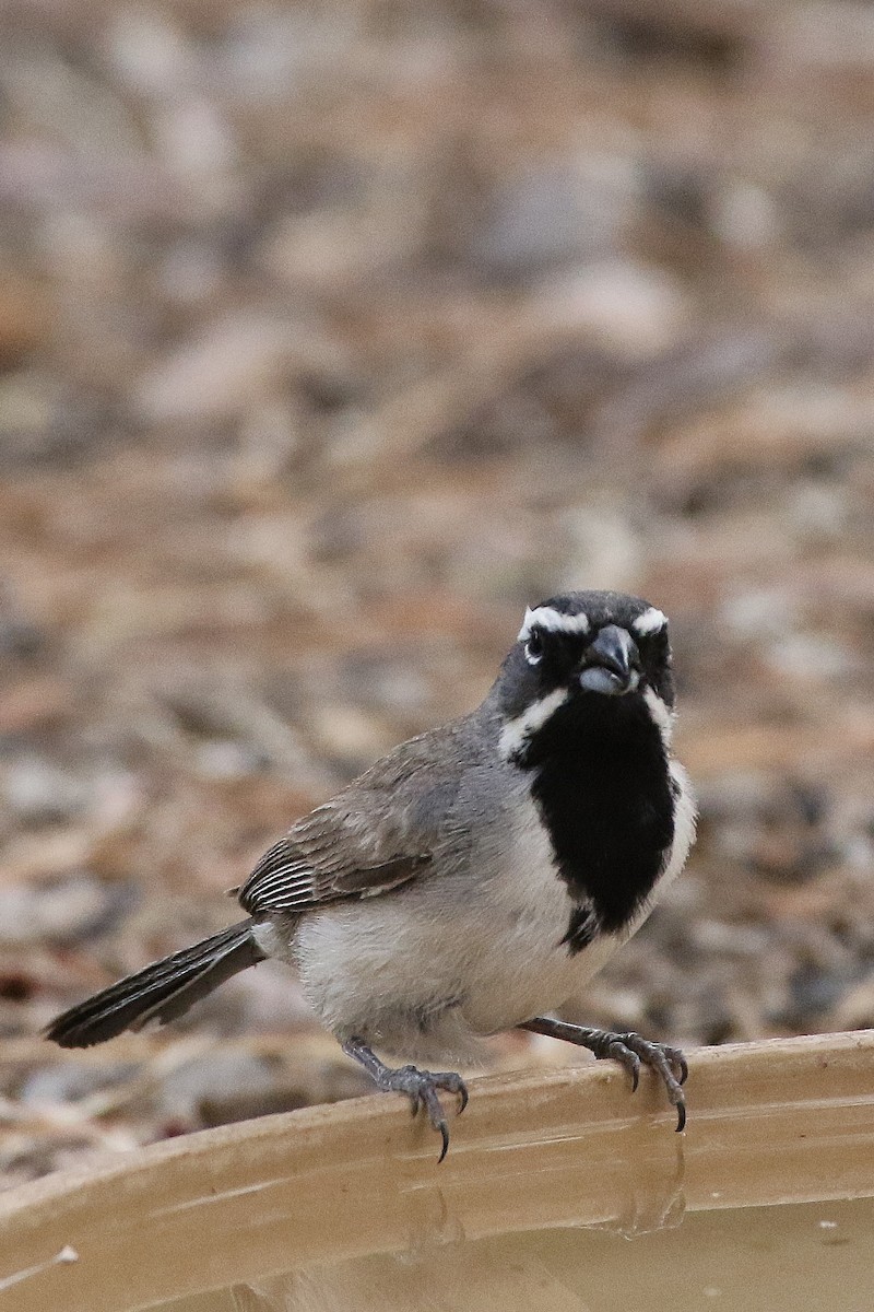 Black-throated Sparrow - Don Brode