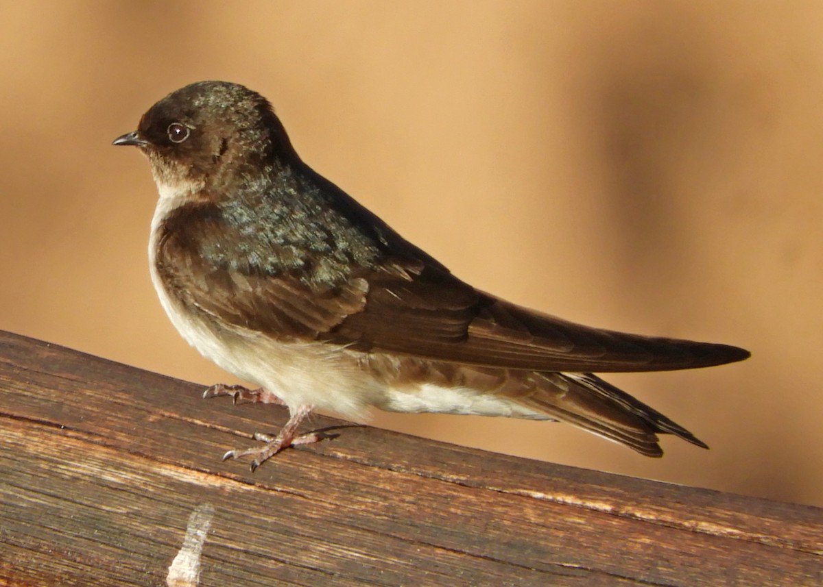 Andean Swallow - Ray Wershler