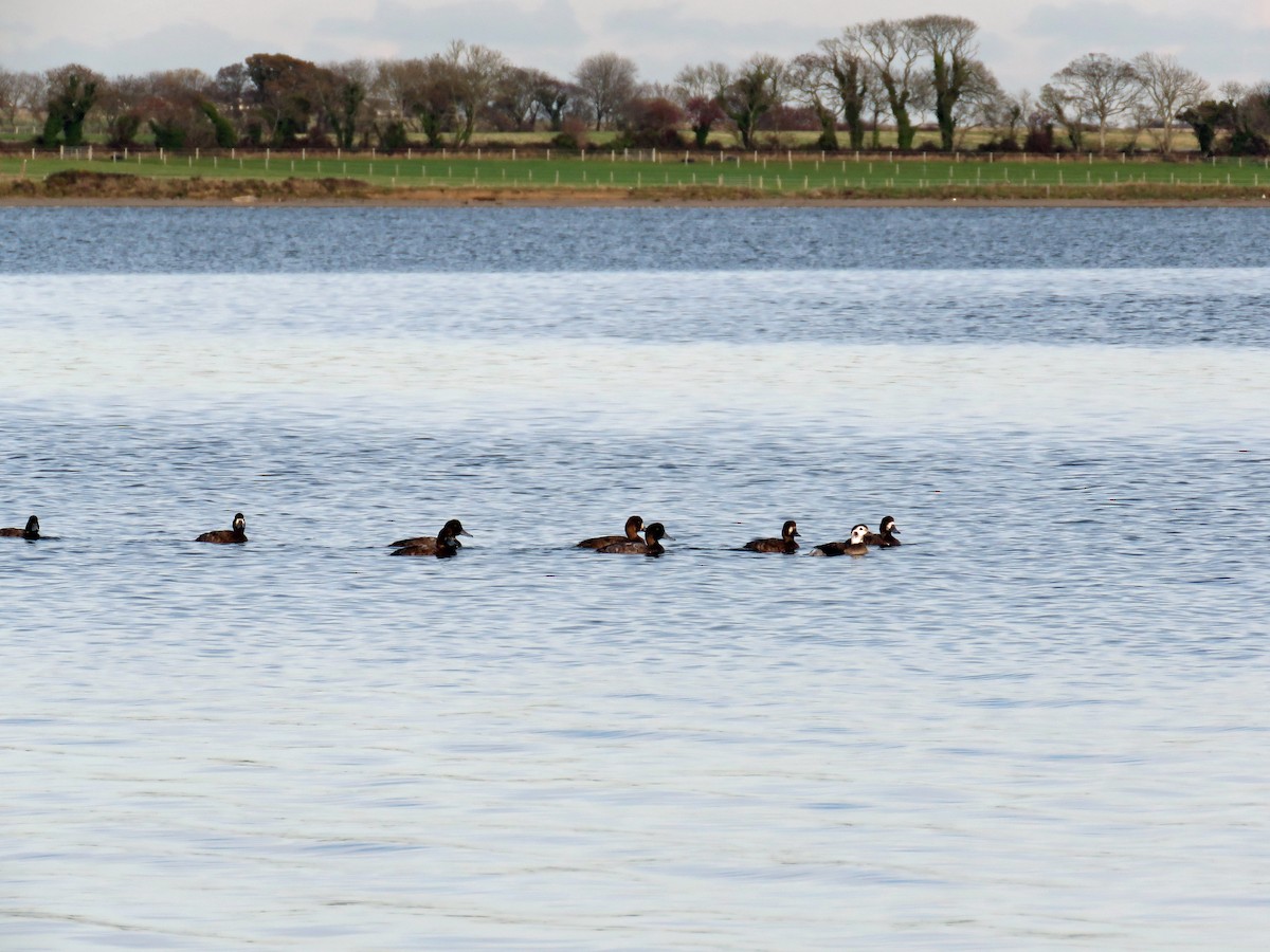 Greater Scaup - ML188733451