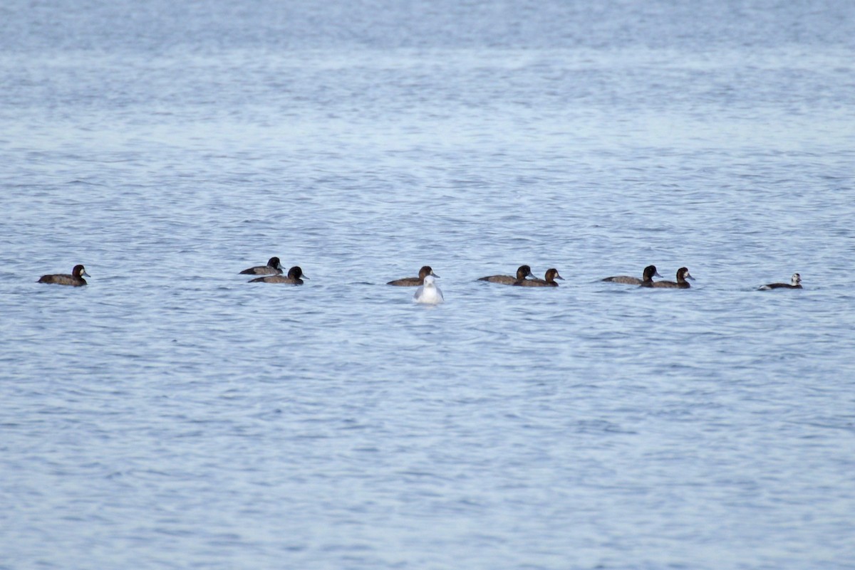 Greater Scaup - ML188733471