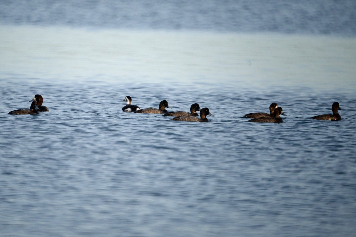 Greater Scaup - ML188733481