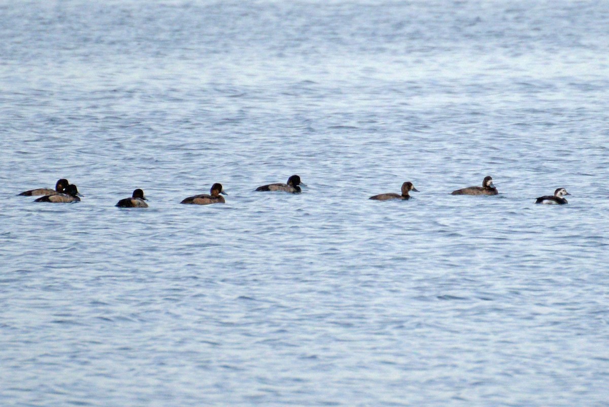 Greater Scaup - ML188733501