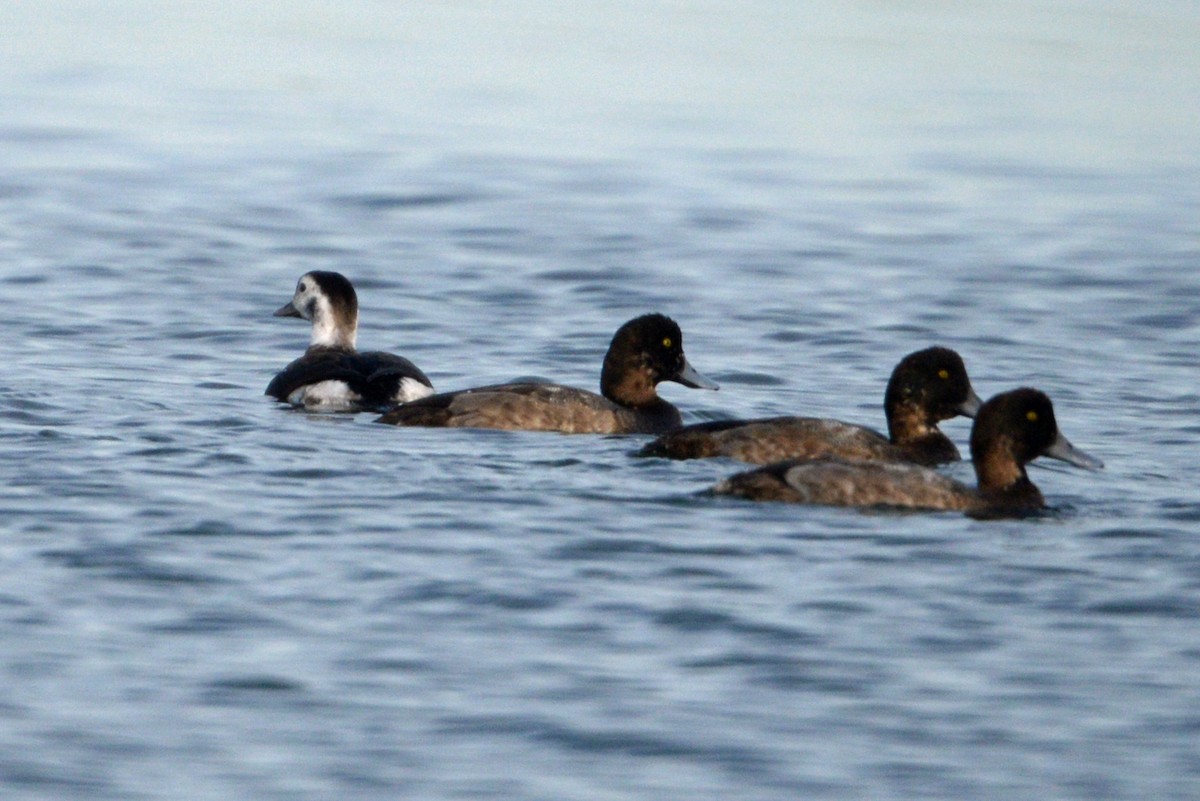 Greater Scaup - ML188733511