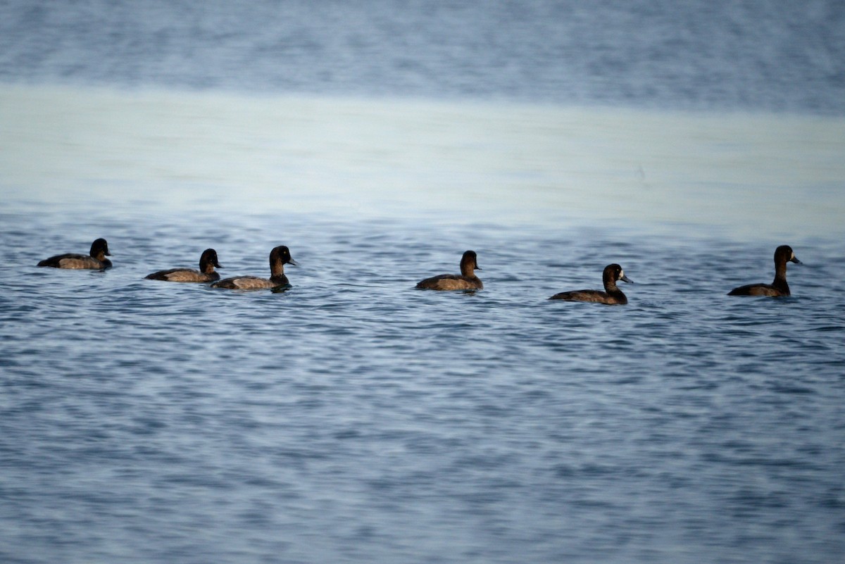 Greater Scaup - ML188733541