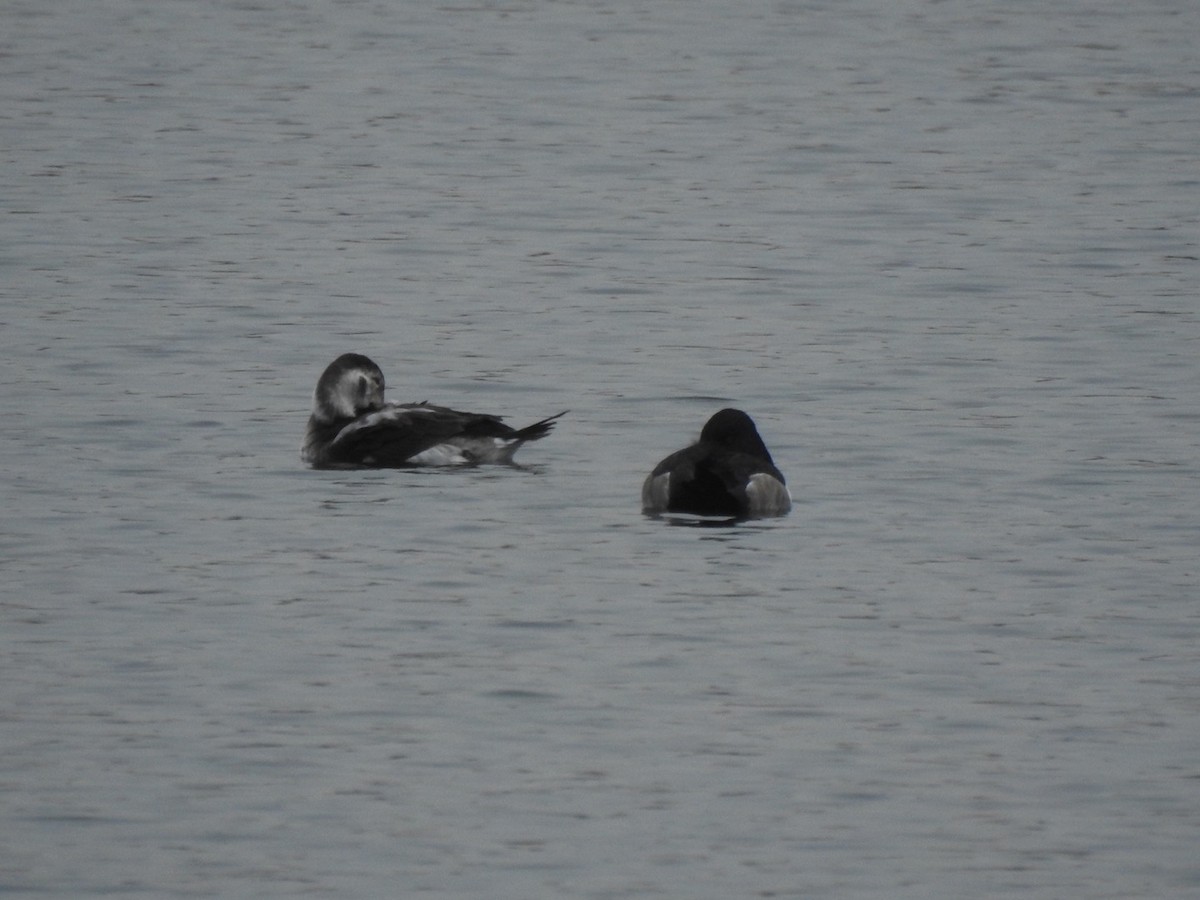 Long-tailed Duck - ML188733951