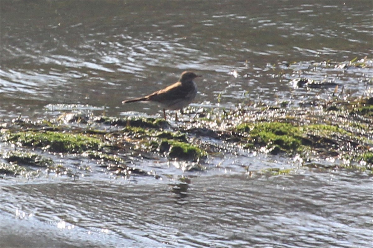 Water Pipit - ML188736201