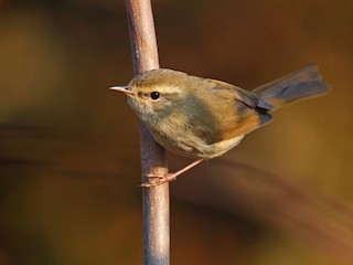  - Japanese Bush Warbler