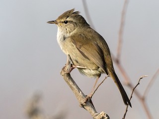 ウグイス - eBird