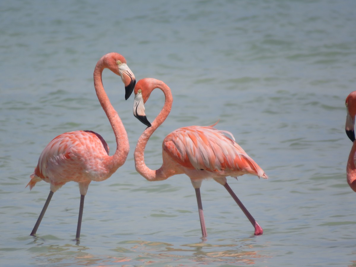 American Flamingo - Yum  Balam