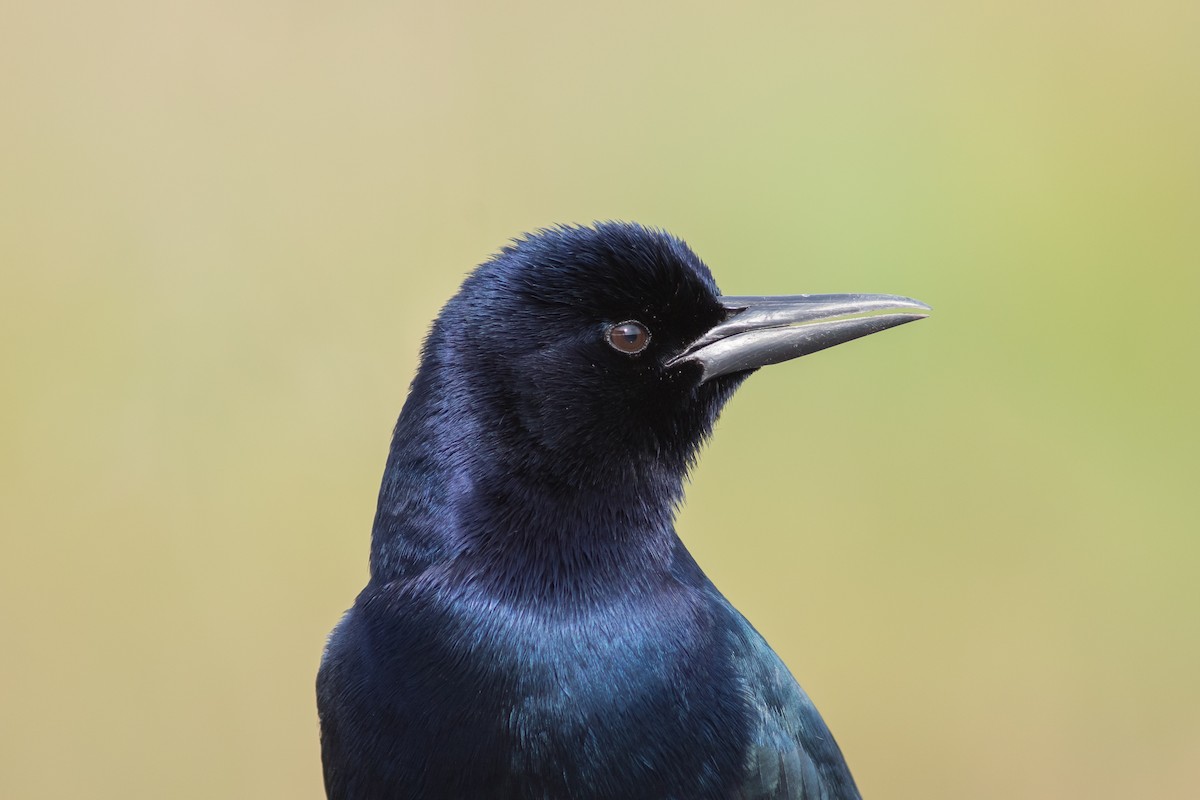 Boat-tailed Grackle - ML188743221