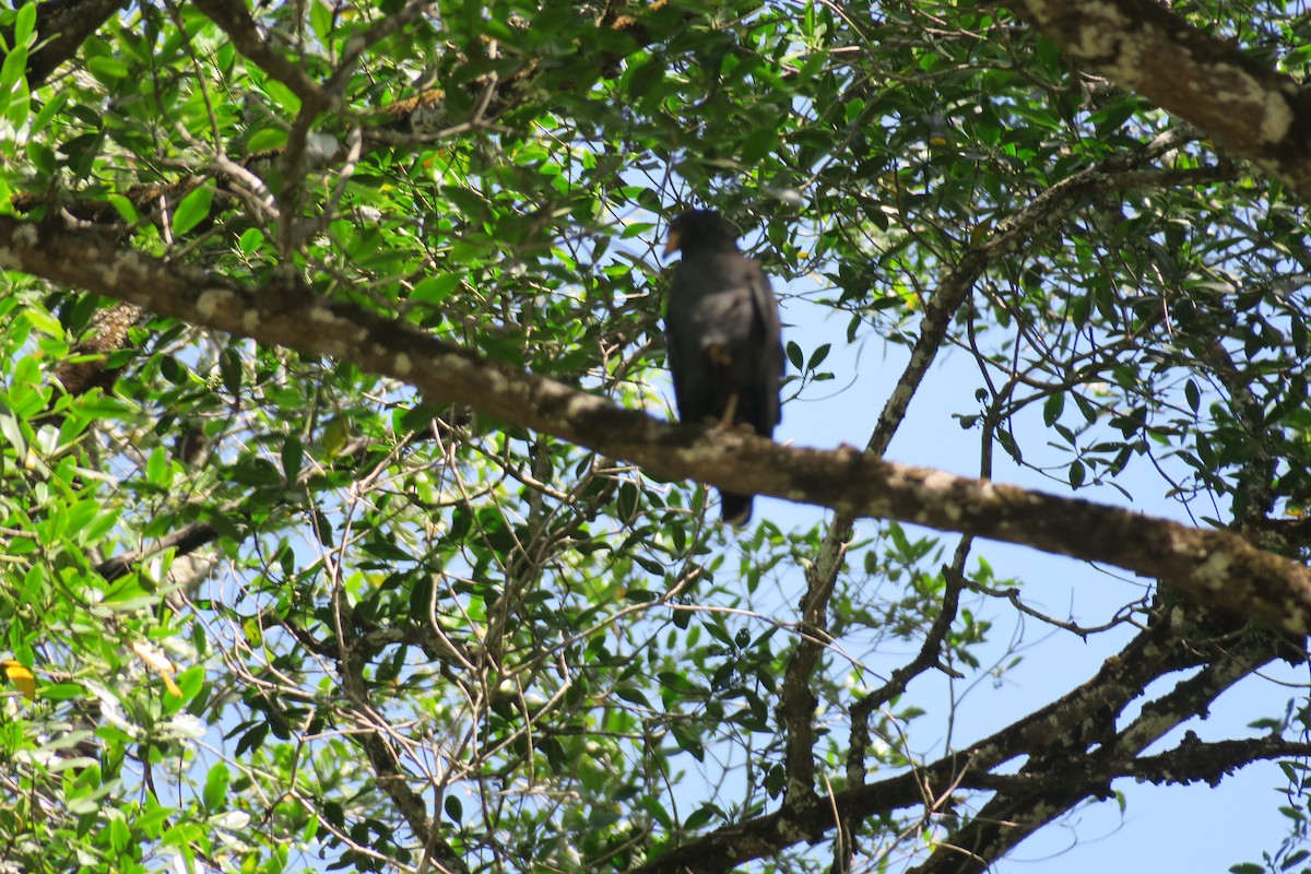 Common Black Hawk - Shelagh Parken