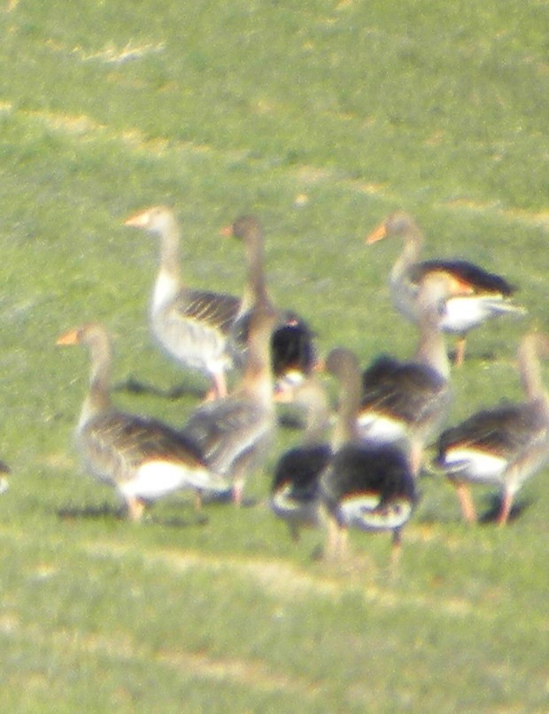 Pink-footed Goose - ML188745471