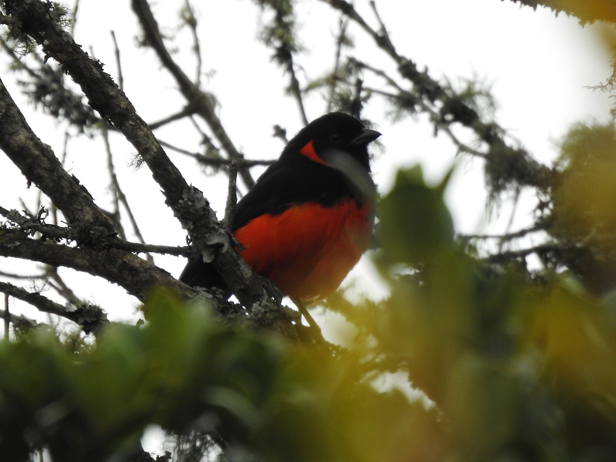 Scarlet-bellied Mountain Tanager - ML188754531