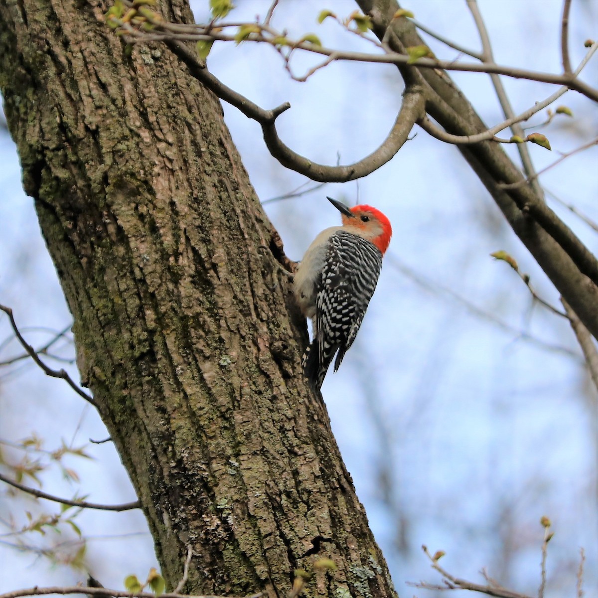 Red-bellied Woodpecker - Team Sidhu-White