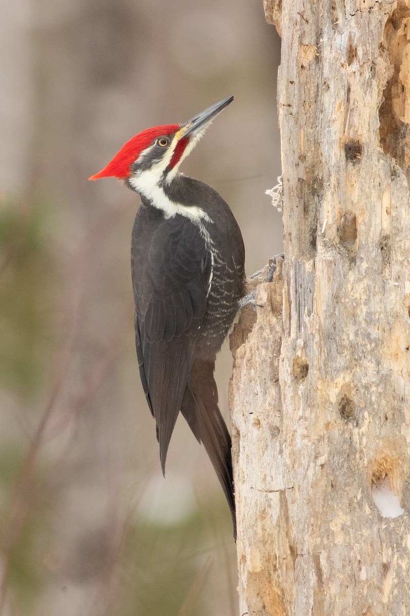 Pileated Woodpecker - ML188759011