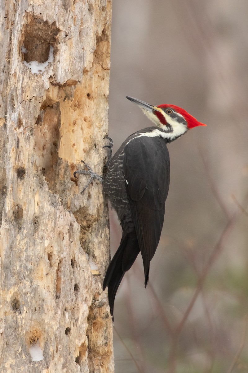 Pileated Woodpecker - ML188759021