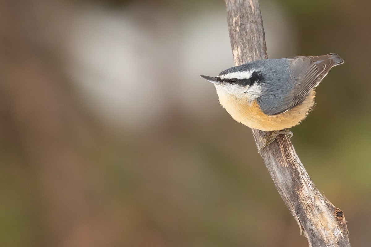 Red-breasted Nuthatch - ML188759121