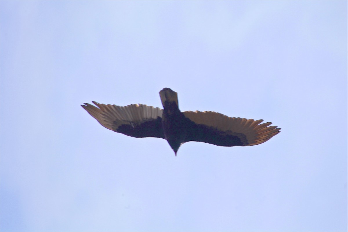 Turkey Vulture - ML188759361