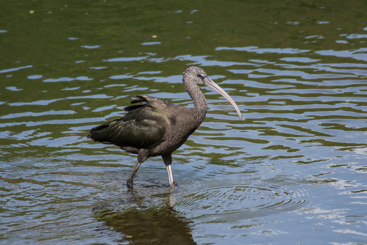 ibis hnědý - ML188759791