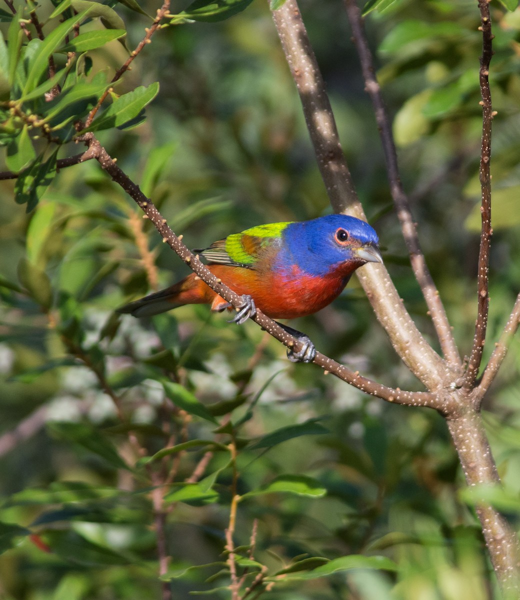Painted Bunting - ML188760301
