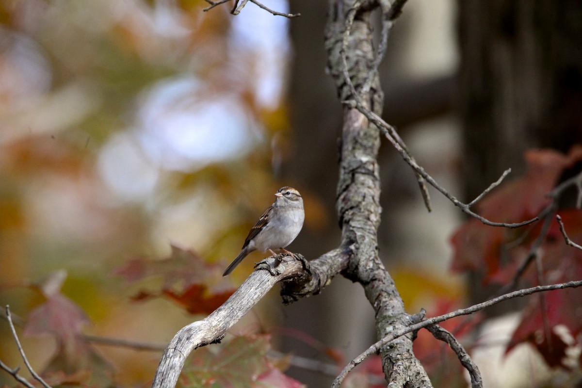 Chipping Sparrow - ML188760411
