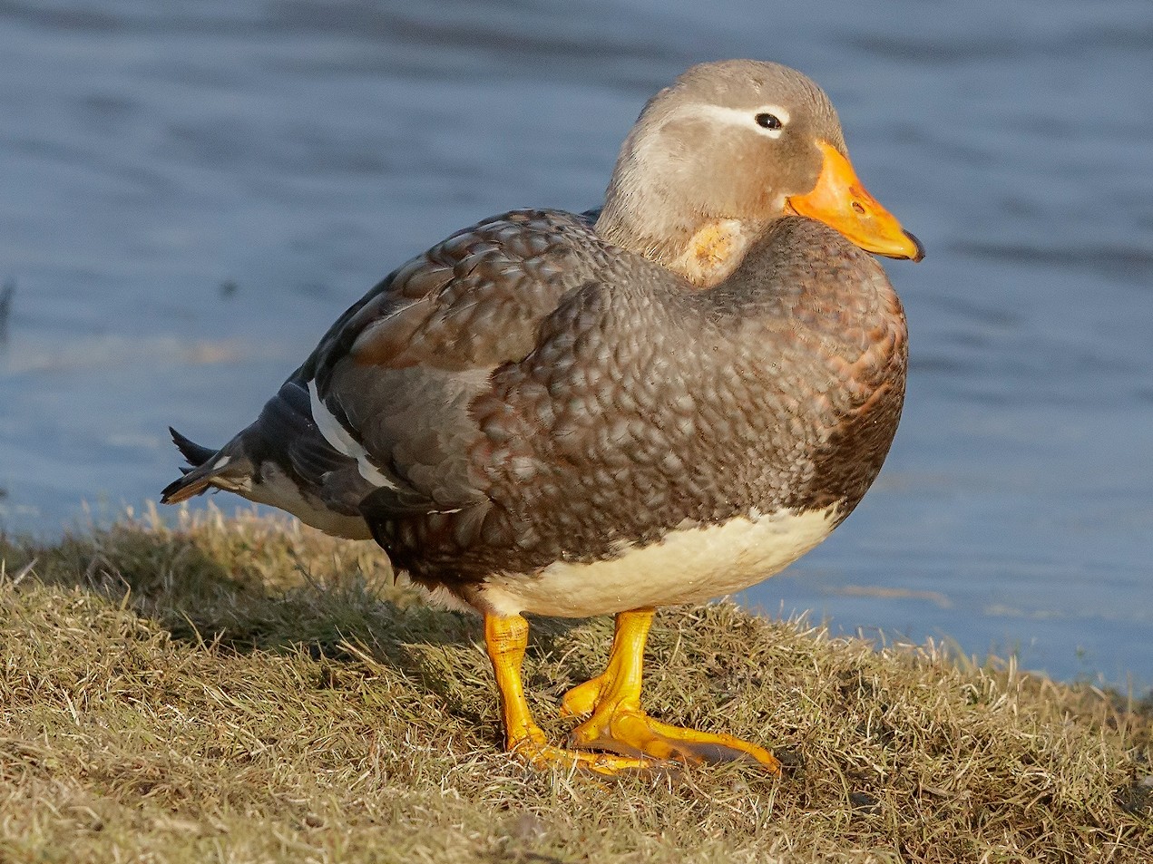 Flying SteamerDuck eBird