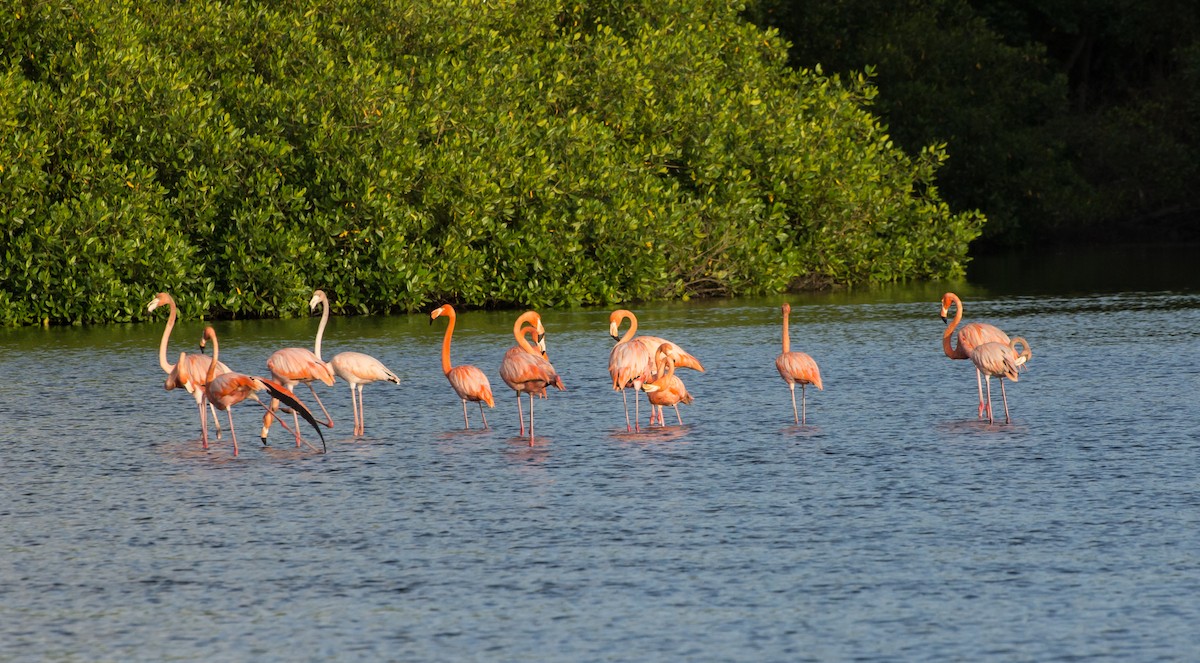 American Flamingo - Carole Findlay