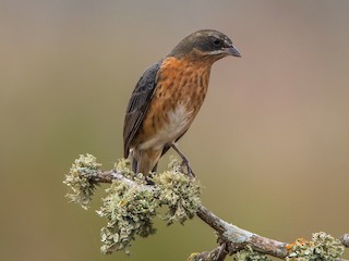 Молодая птица - Pablo Re - ML188764511