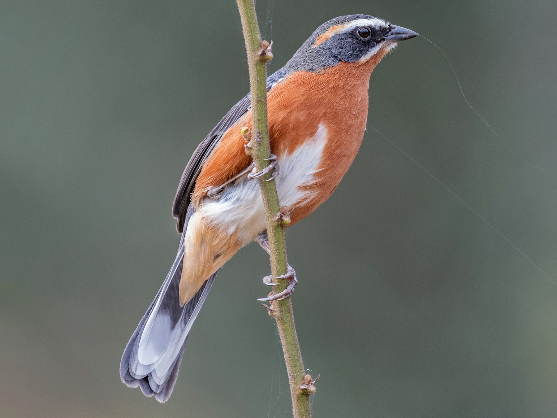 Black-and-rufous Warbling Finch - Amed Hernández