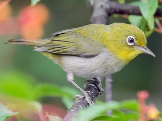 メジロ メジロ - eBird