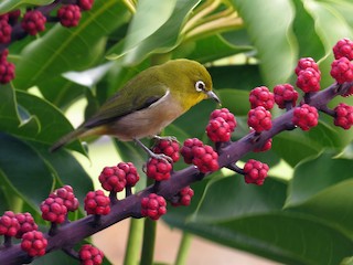 メジロ adidas-zx-500-rm-ftwr-white-