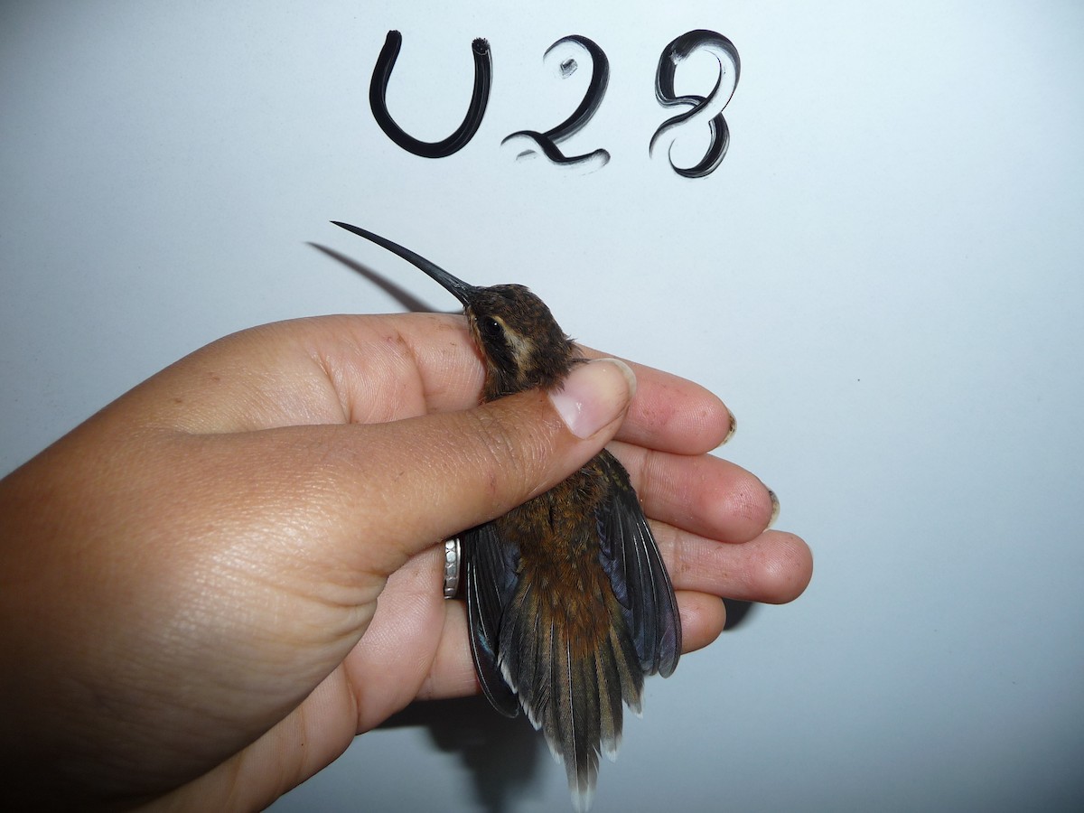 Black-throated Hermit - Ucayali Bird Records